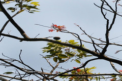 Chukrasia tabularis